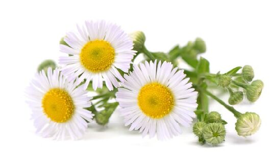 Contains Intenskin, Chamomile Extract