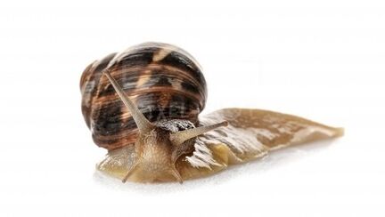 Contains Intenzthin Contains Snail Mucin